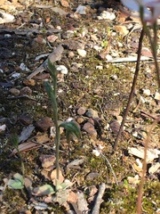 Pterostylis pusilla