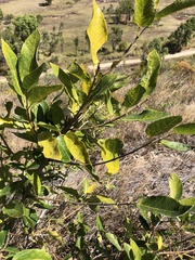 Ficus opposita