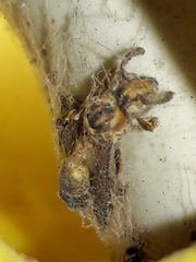 Mischocyttarus cerberus