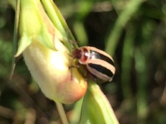 Kuschelina miniata