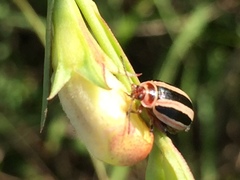 Kuschelina miniata