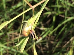 Kuschelina miniata
