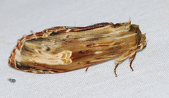 Truncaptera meridionalis