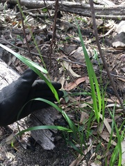 Anthoxanthum rariflorum