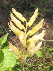Sacoila lanceolata