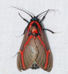 Himerarctia docis