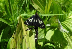 Gnophaela latipennis