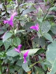 Hypoestes purpurea
