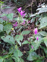 Hypoestes purpurea