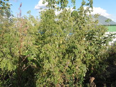 Acer negundo