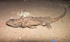 Sceloporus
