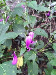 Hypoestes purpurea