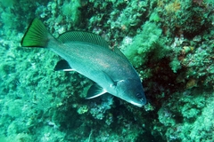 Sciaena umbra
