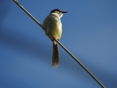 Prinia flaviventris