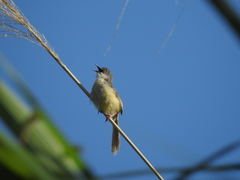 Prinia flaviventris