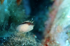 Parablennius rouxi
