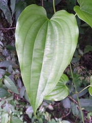 Stemona tuberosa