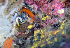 Microlipophrys nigriceps