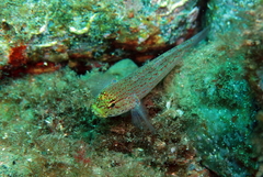 Gobius xanthocephalus