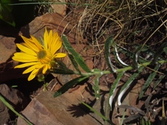 Berkheya seminivea