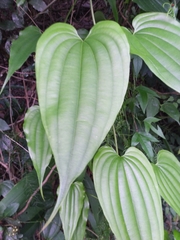 Stemona tuberosa