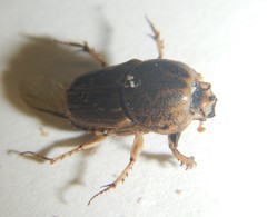 Euoniticellus