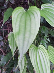 Stemona tuberosa