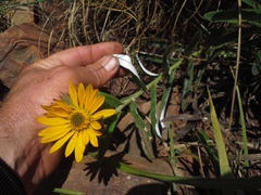 Berkheya seminivea