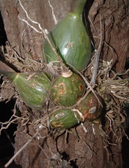 Encyclia guatemalensis