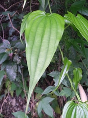 Stemona tuberosa