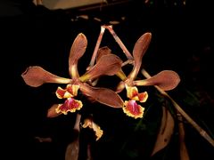 Encyclia diota