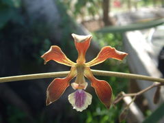 Encyclia guatemalensis