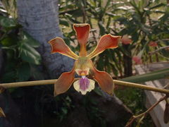Encyclia guatemalensis