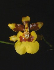 Oncidium ensatum