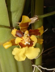 Oncidium ensatum