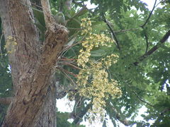 Epidendrum stamfordianum