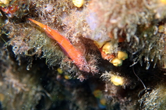 Tripterygion melanurus