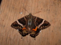 Coronidia leachi