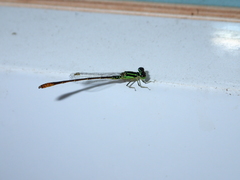 Agriocnemis minima