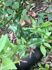 Denhamia celastroides