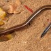 Lowveld Dwarf Burrowing Skink - Photo (c) Tyrone Ping, some rights reserved (CC BY-NC), uploaded by Tyrone Ping