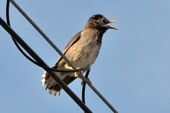 Spodiopsar cineraceus