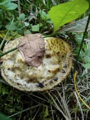 Suillus viscidus