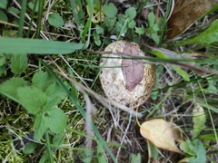Suillus viscidus