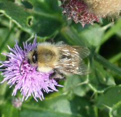 Bombus