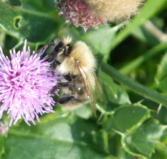 Bombus