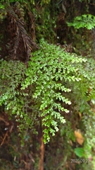 Hymenophyllum polyanthon