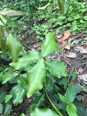 Denhamia celastroides