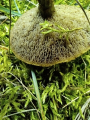 Suillus viscidus