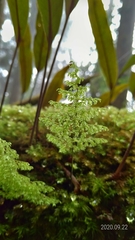 Hymenophyllum polyanthon